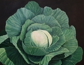 CABBAGE